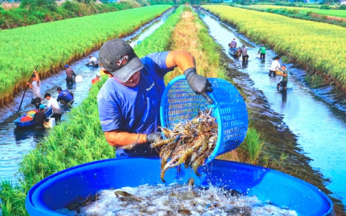 The rice-shrimp model has changed farmers' production thinking towards multi-value integration in the Mekong Delta. Photo: NNVN.