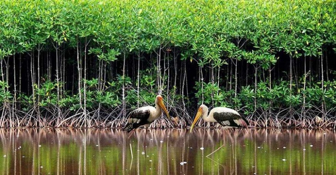Mangroves account for about 1% of Vietnam's total forest area.