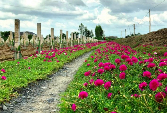 Portulaca grandiflora is grown in green dragon fruit farm. Photo: Thuy Nguyen.