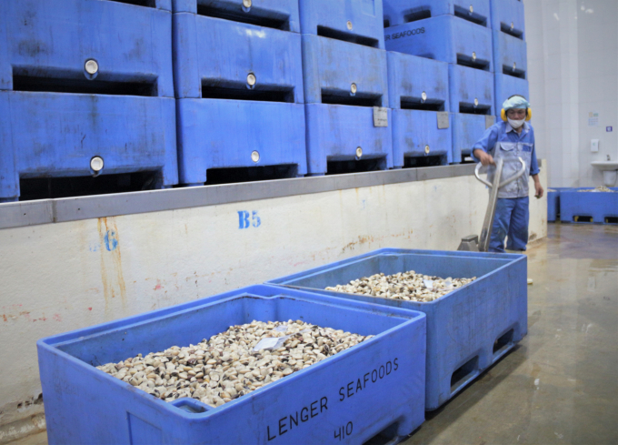 Close value chains and product traceability are among key factors for Vietnam’s mollusks industry develop sustainably and further integrate into the global stage. Photo: Pham Hieu.