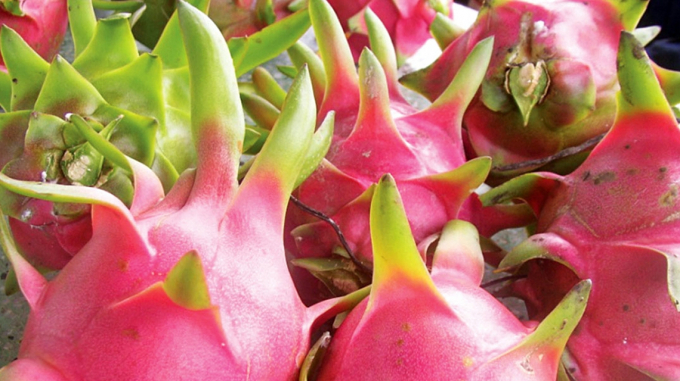 A dragon fruit farm in the central province of Binh Thuan.