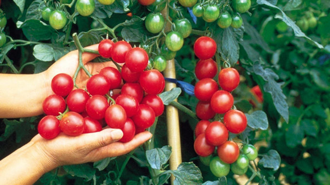According to the Plant Protection Department under the Ministry of Agriculture and Rural Development, Vietnam has not detected Tobamovirus on tomatoes and bell pepper. Photo: IT.