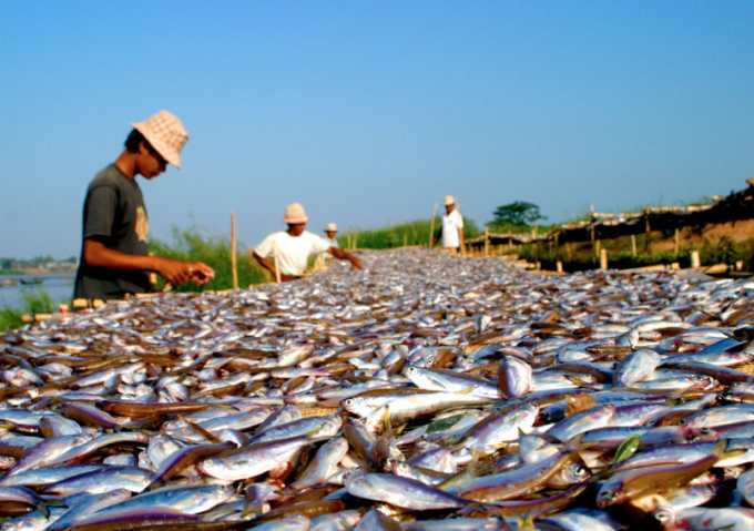Small, migratory food fish on drying racks on the shores of the Tonle Sap River, Cambodia. Photo: WFF.