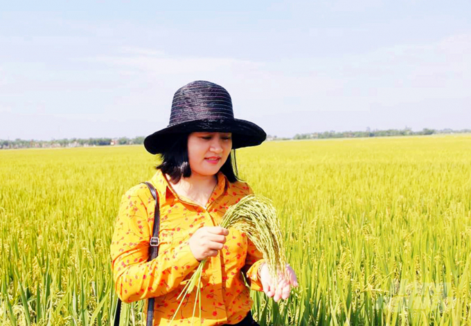 Thạc sĩ Nguyễn Hồng Phương bên ruộng lúa mô hình CSA. Ảnh: LQB.
