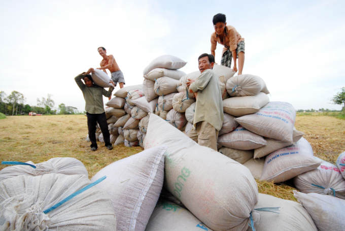 Nông dân ĐBSCL trồng lúa quanh năm, mong lúa gạo bán được để đầu tư vụ mới. Ảnh: Lê Hoàng Vũ.
