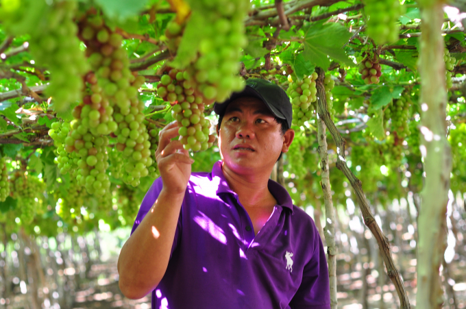Nho trồng trên đất cát tại Ninh Thuận có thể cho thu xấp xỉ 1 tỷ đồng/ha. Ảnh: Minh Hậu.