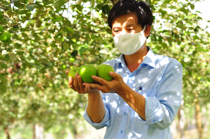 Người dân Ninh Thuận trồng táo trên đất lúa, thu nhập mỗi năm 300-400 triệu đồng/ha. Ảnh: Minh Hậu.