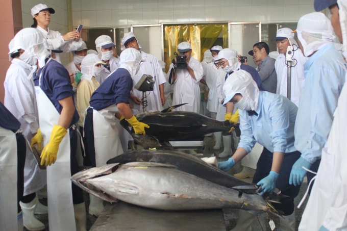 Cá ngừ đại dương xuất khẩu sang Nhật Bản. Ảnh: Vũ Đình Thung.
