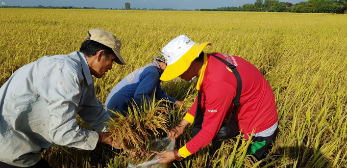 Thu hoạch lúa tại mô hình sản xuất lúa bền vững theo tiêu chuẩn SRP và quản lý dư lượng ở An Giang. Ảnh: Thu Hà.
