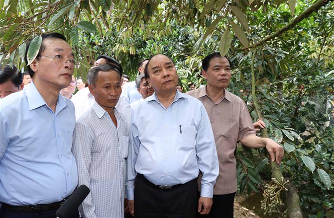 Thủ tướng Nguyễn Xuân Phúc thăm vườn sầu riêng tại xã Hiệp Đức, huyện Cai Lậy, tỉnh Tiền Giang. Ảnh: Thống Nhất.