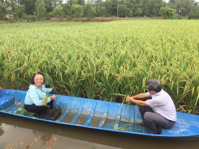Lai Thom 6 on rice-shrimp soil in the 2019 autumn-winter crop in Hong Dan commune, Phuoc Long district, Bac Lieu province.