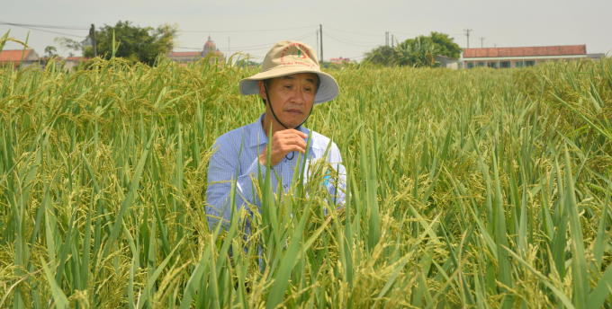 Ông Đoàn Văn Sáu, Giám đốc Công ty Cường Tân, doanh nghiệp sản xuất giống lúa lai F1 lớn nhất cả nước nhiều năm liền. Ảnh: Lê Thế Tấn.