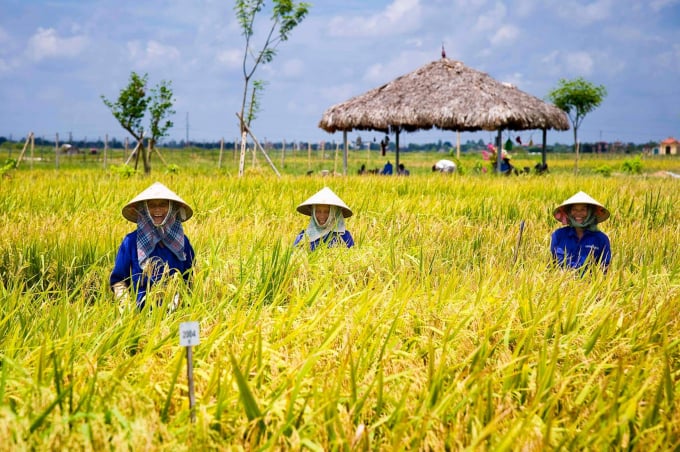 Ruộng thí nghiệm nghiên cứu lúa lai của Syngenta Việt Nam tại Nam Định. Ảnh: Vũ Văn Tùng.