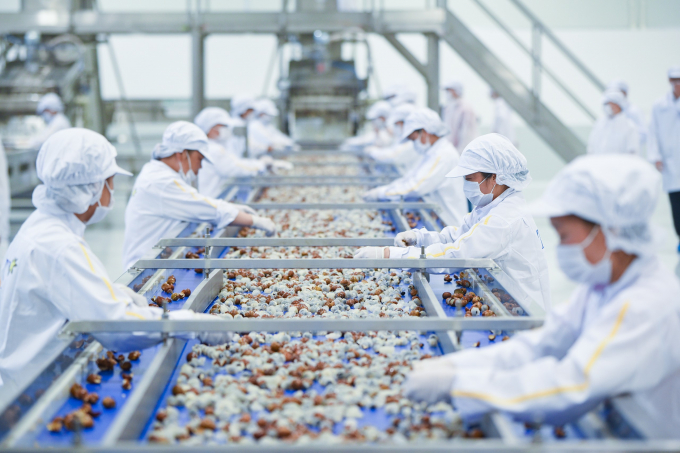 TH Group’s factory in Van Ho, Son La, processing fresh longan. Photo: Tung Dinh.