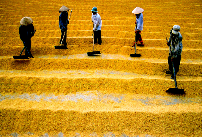 Harvesting rice in the Cuu Long Delta. Photo: Le Hoang Vu.
