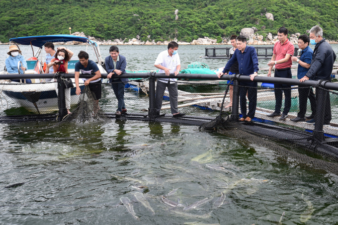 Đoàn công tác Trung tâm Khuyến nông Quốc gia tham quan mô hình nuôi cá giò bằng lồng HDPE của gia đình anh Sỹ. Ảnh: Tùng Đinh.