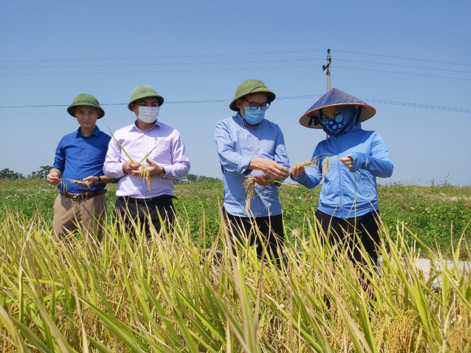 Nông nghiệp Nghệ An liên tiếp được mùa lớn. Ảnh: Việt Khánh.