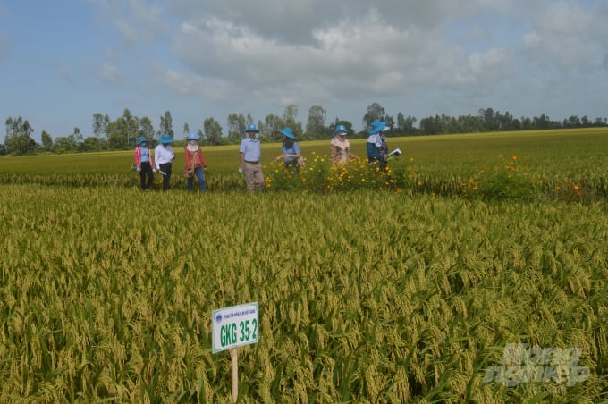 Nhờ triển khai đồng bộ các giải pháp phòng chống hạn, mặn nên diện tích lúa ĐX của tỉnh Kiên Giang đang được bảo vệ tốt, thiệt hại đã được giảm thiểu.