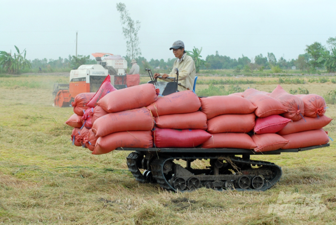 Đến cuối tháng 3, nông dân Kiên Giang đã thu hoạch dứt điểm lúa đông xuân 2019-2020, sản lượng ước đạt gần 2,1 triệu tấn lúa hàng hóa, tăng gần 105 ngàn tấn so với kế hoạch. Ảnh: Trung Chánh.