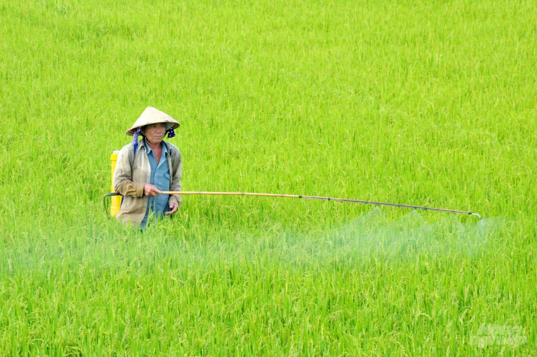 Phần lớn diện tích lúa HT tại ĐBSCL trong giai đoạn đòng trổ, nông dân đang tích cực chăm sóc. Ảnh: Hoàng Vũ.