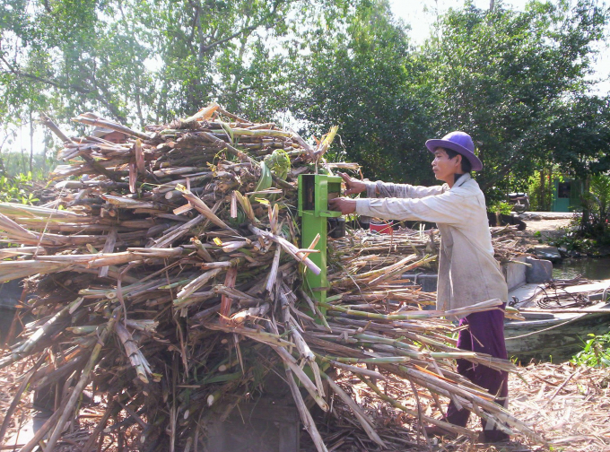 Nhưng rồi những biến động thất thường của thị trường mía đường đã khiến vùng mía nguyên liệu của Hậu Giang trồi sụt theo. Nhất là những năm gần đây, giá mía nguyên liệu liên tục sụt giảm, khiến nông dân trồng mía thua lỗ nặng. Ảnh: Trung Chánh.