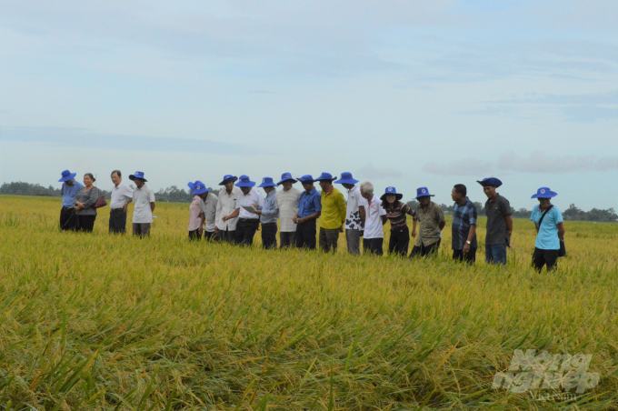 Qua đánh giá, hiệu quả kinh tế làm lúa giống đạt lợi lợi nhuận là trên 23 triệu đồng/ha, cao hơn so với làm lúa hàng hóa là 5 triệu đồng/ha. Ảnh: Trung Chánh.