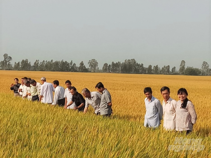 Trong 6 tháng đầu năm, Kiên Giang đã gieo cấy và thu hoạch dứt điểm trên 352 ngàn ha lúa, sản lượng thu hoạch hơn 2,4 triệu tấn. Ảnh: Trung Chánh.