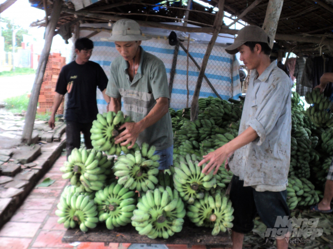 Nông dân trồng chuối ở U Minh Thượng đang rất vui khi giá chuối bất ngờ tăng cao, đạt mức 10 ngàn đồng/nải. Ảnh: Trung Chánh.
