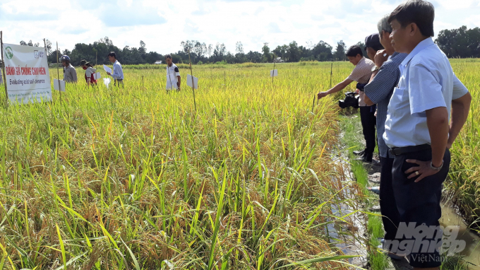 Các đại biểu tham quan đánh giá giống lúa chịu phèn thích nghị với điều kiện địa phương và thích ứng với biến đổi khí hậu. Ảnh: Văn Thống.