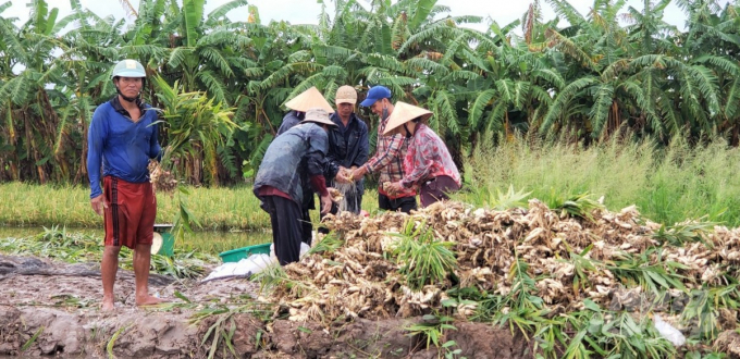 Nông dân huyện U Minh Thượng thu hoạch gừng trồng bị ngập úng để hạn chế thiệt hại. Ảnh: Trung Chánh.