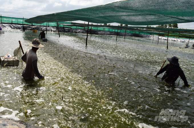 Sản lượng tôm nuôi nước lợ của Kiên Giang năm 2020 thu hoạch ước đạt gần 92.500 tấn, tăng 11,75% so với cùng kỳ, đóng góp lớn vào sự phát triển chung của ngành. Ảnh: Trung Chánh.