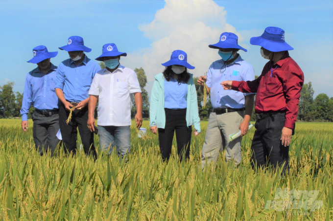 Trung tâm Giống NLNN Kiên Giang tập trung chọn tạo giống lúa thích ứng với biến đổi khí hậu, nâng cao năng suất, chất lượng gạo tốt. Ảnh: Trung Chánh.