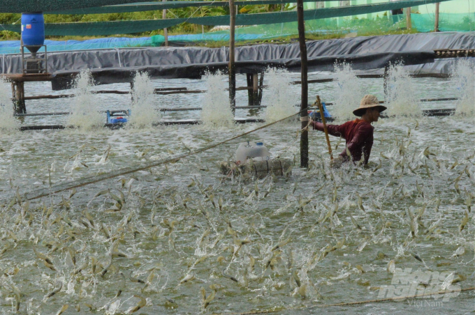 Kiên Giang có lợi thể để liên kết phát triển chuỗi sản xuất và tiêu thụ tôm nuôi nước lợ. Ảnh: Trung Chánh.
