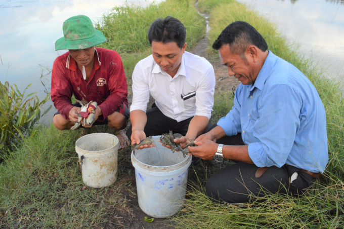Sản xuất luân canh lúa - tôm là mô hình thuận thiên, giúp nông dân thích ứng với biến đổi khí hậu, nâng cao thu nhập. Ảnh: Trung Chánh.
