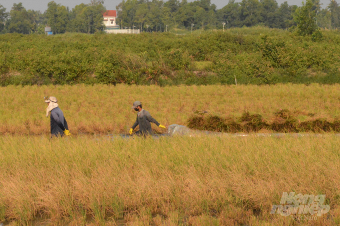 Tác động của biến đổi khí hậu ngày càng ảnh hưởng rõ đối với sản xuất nông nghiệp của tỉnh Hậu Giang, nhất là canh tác lúa, làm giảm năng suất, chất lượng. Ảnh: Trọng Linh.
