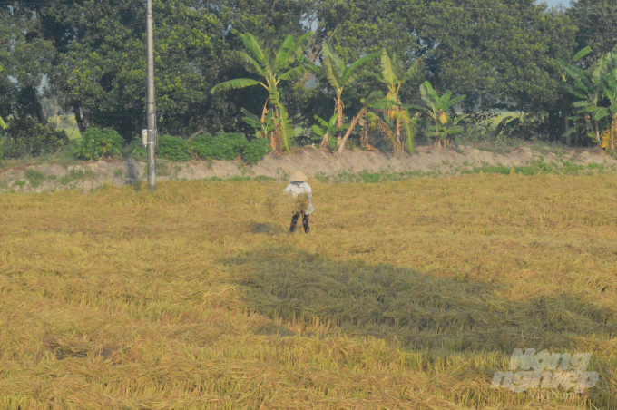 Thời gian qua, tỉnh Hậu Giang đã chủ động giảm diện tích canh tác lúa, nhất là đối với các khu vực sản xuất kém hiệu quả, để chuyển sang cây trồng, vật nuôi khác. Ảnh: Trọng Linh.