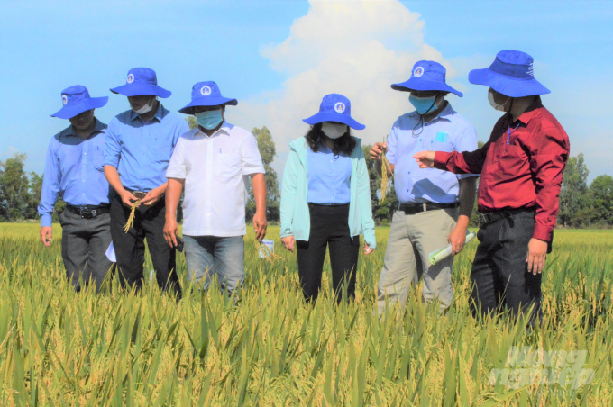 Rice production and aquaculture have the strongest growth rates in Kien Giang province's agricultural sector. Photo: Trung Chanh.