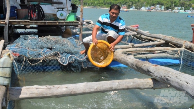 Người nuôi cá lồng bè trên biển ở tỉnh Kiên Giang phục vụ xuất khẩu đang gặp khó, cá tới lứa thu hoạch nhưng tàu nước ngoài không thể vào thu mua do ảnh hưởng dịch Covid-19. Ảnh: Trung Chánh.