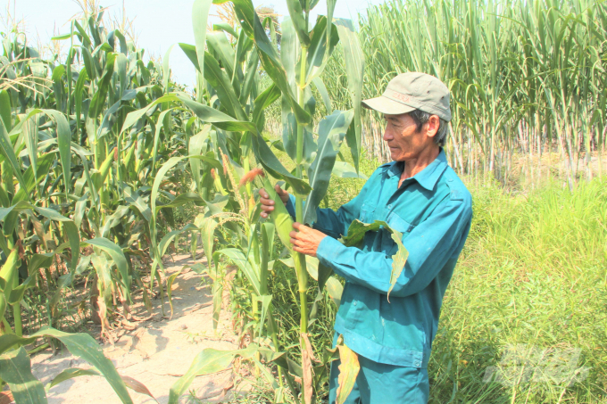 Nông dân Hậu Giang chuyển đổi đất trồng lúa kém hiệu quả sang cây trồng khác đều mang lại hiệu quả kinh tế cao hơn so với sản xuất lúa, cho thu nhập cao hơn từ 68-325 triệu đồng/ha/năm. Ảnh: Trung Chánh.
