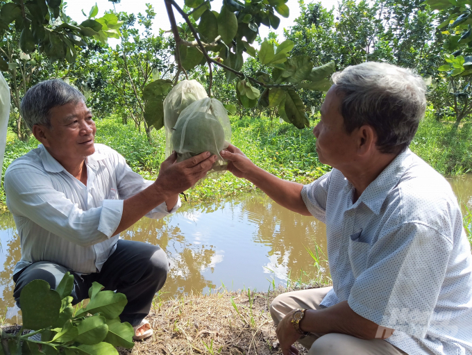 Fruit trees are now an important commodity in the socio-economic development of Hau Giang province, with citrus trees accounting for nearly 14,500 hectares. Photo: HP.