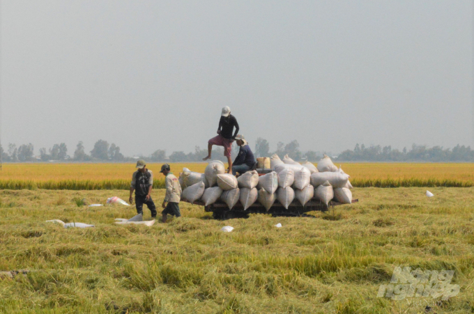 Hiệp hội Lương thực Việt Nam đề nghị các địa phương tăng cường công tác hỗ trợ cho khối doanh nghiệp ngành lương thực trong việc kết nối tiêu thụ lúa gạo, nhất là lúa tươi tại ruộng cho bà con nông dân. Ảnh: Trung Chánh.