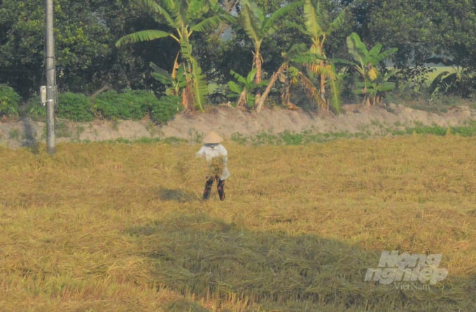 Có đến khoảng 70% nguồn rơm, rạ sau mỗi vụ thu hoạch lúa ở ĐBSCL được nông dân xử lý bằng cách rải ra ruộng và đốt, gây ô nhiễm môi trường. Ảnh: Trung Chánh.