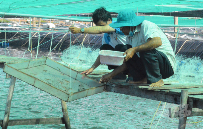 Từ đầu năm đến nay, nông dân Kiên Giang đã thả nuôi được 135.364 ha tôm nước lợ, trong đó có 3.583 ha nuôi thâm canh công nghiệp, nuôi công nghệ cao. Ảnh: Trung Chánh.