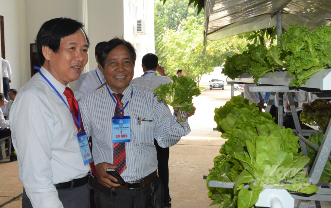 Ông Kim Dương Liễu giới thiệu sản phẩm rau ăn lá được sản xuất thủy canh theo quy trình hữu cơ của hợp tác xã, hiện đang được phân phối cho các siêu thị cung cấp đến tay người tiêu dùng. Ảnh: Đào Trung Chánh.