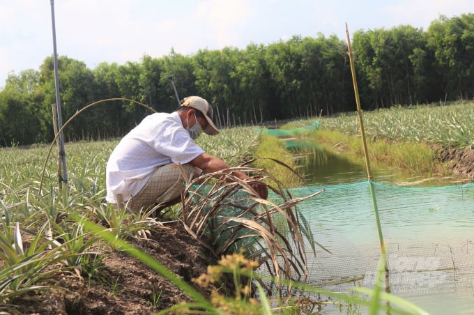 Anh Nguyễn Hoàng Khải có 1,6 ha đất trồng lúa, nhưng nay đã là những rẫy khóm đang sung sức, dưới mương nước thì cá cũng đang phát triển mạnh. Ảnh: Văn Vũ.