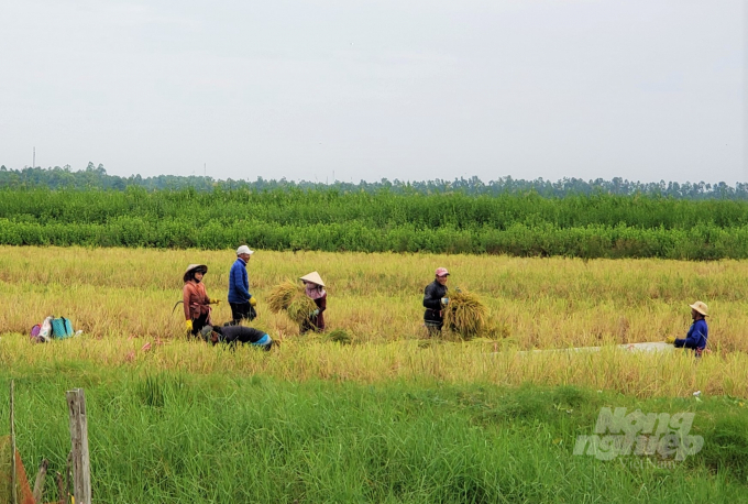 Nông dân huyện An Minh thu hoạch lúa canh tác trên nền đất nuôi tôm, đạt tiêu chuẩn hữu cơ USDA của Mỹ, được doanh nghiệp ký hợp đồng bao tiêu với giá cao. Ảnh: Trung Chánh.