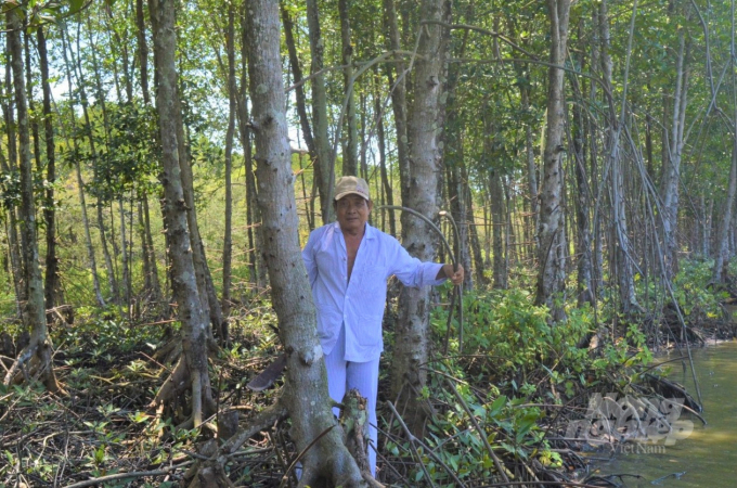 Những năm qua, tỉnh Kiên Giang đã đẩy mạnh các hoạt động xã hội hóa nghề rừng, phát triển rừng nguyên liệu cho công nghiệp chế biến gỗ. Ảnh: Trung Chánh.