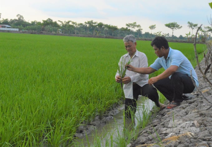 Năm 2021, diện tích sản xuất lúa của Kiên Giang đạt 715.7000 ha, trong đó lúa chất lượng cao chiếm gần 94% so với diện tích gieo trồng, tổng sản lượng đạt hơn 4,5 triệu tấn. Ảnh: Trung Chánh.