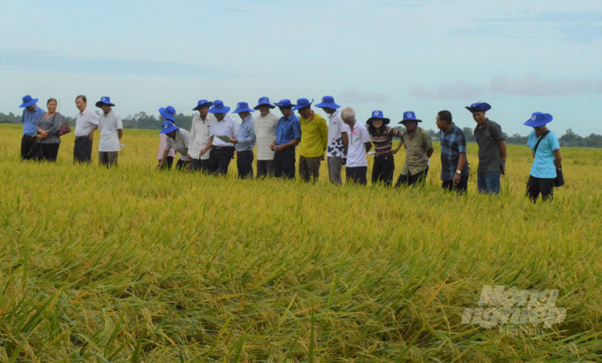 Nông dân tham quan ruộng sản xuất lúa giống tại trại giống Mỹ Lâm, trực thuộc Trung tâm giống nông lâm ngư nghiệp Kiên Giang. Ảnh: Trung Chánh.