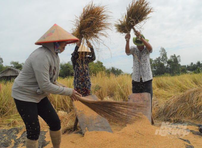 Anh Tư Việt (bên phải) cùng mọi người tham gia hoạt động đập lúa, ngày xưa một người đập giỏi có thể đập được ngàn bó một ngày, cho ra khoảng 50 giạ lúa. Ảnh: Trung Chánh.